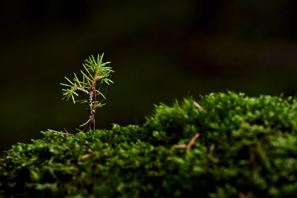moss, seedling, plant